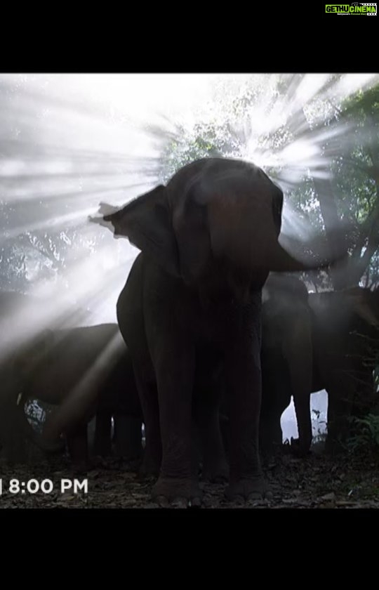 Rana Daggubati Instagram - Iss Ganesh Utsav, hoga Gajraj ka raj. Catch the Ganpati special song of Haathi Mere Saathi. Aur dekhiye, the direct to TV Release of #HaathiMereSaathi on Saturday, 18th September, at 8PM, only on @zeecinema. #HaathiMereSaathi #SaveTheHaathi #SaveTheElephant #HaathiMereSaathionZeeCinema #HaathiMereSaathiOn18thSept #DirectToTVRelease #ZeeCinema #SeeneMeinCinema @pulkitsamrat @shriya.pilgaonkar @zyhssn @prabusolomonofficial @ananthmahadevanofficial @moitrashantanu @ashesinwind