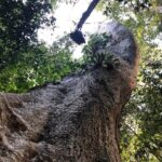 Rana Daggubati Instagram - Shooting with majestic tress in the jungles of Kerala. #Haatimeresaathi #Aranya #Kadan