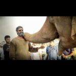 Rana Daggubati Instagram - A crazy journey of being a forest man! Here’s a sneak peek into @RanaDaggubati’s spectacular behind the scene moments from Aranya, Kaadan and Haathi Mere Saathi! #4DAYSTOGO! Watch 2021's first trilingual film releasing on 26th March in a theatre near you! #SaveTheElephants #InTheatresOn26thMarch @thevishnuvishal @pulkitsamrat @prabusolomonofficial @zyhssn @shriya.pilgaonkar @erosstx @erosmotionpics @erosnow