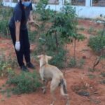 Rashmi Gautam Instagram – I’m not a animal behaviorist 
But this for sure broke my heart watching this buddy hide food made me rethink a lot about our existence 
Hunger is a harsh reality for every species so pls #eachonefeedone🙏🏻