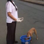 Rashmi Gautam Instagram – Now the good boi is so comfortable 
He eats directly out of the bucket 😆😆😆
I’m just glad he still has faith in us and i hope it continues 
Pls feed the strays and animals around you #eachonefeedone🙏🏻 Thankyou @donatekart for helping out and making food available for our fur babies