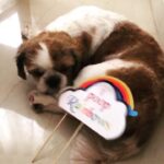 Rashmi Gautam Instagram - Good morning I just pooped rainbows 🌈 #pawsomepets #mybumble #lifeismagical #bumblebum