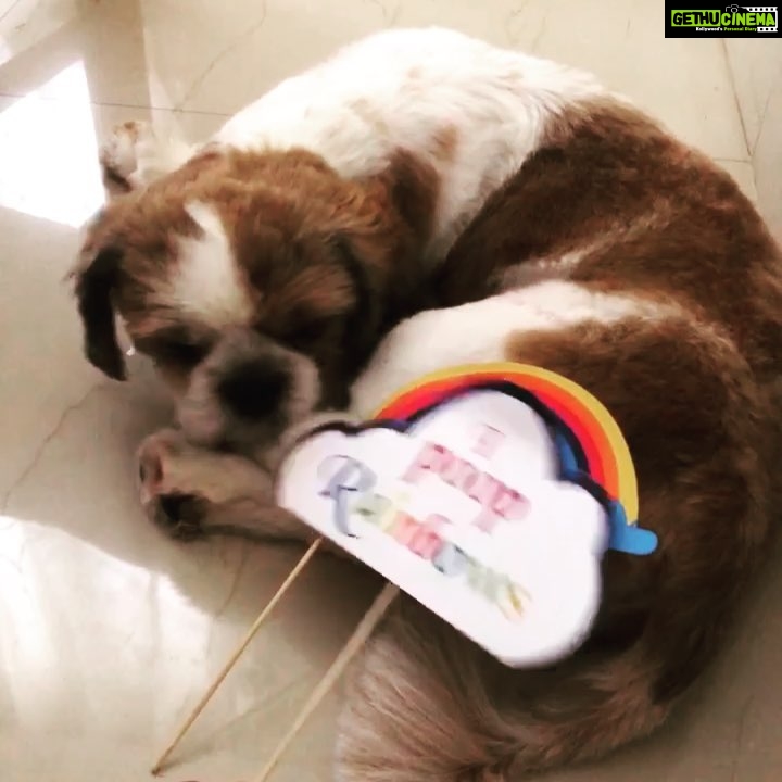 Rashmi Gautam Instagram - Good morning I just pooped rainbows 🌈 #pawsomepets #mybumble #lifeismagical #bumblebum
