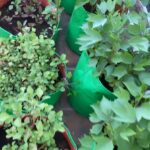 Reshmi Menon Instagram - Some plant therapy ❤️