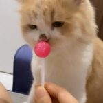 Richa Panai Instagram – Ziggy loves lollipop!🍭🍭🍭

#catsofinstagram #kittensofinstagram #catlove #reels #instagram #love #reelsinstagram #instagood #trending #follow #like #explore #explorepage #viral #instadaily #reel #followforfollowback #likeforlikes #memes #india #photography #fashion #music #reelitfeelit #foryou #reelsindia #bollywood #likes #photooftheday #video