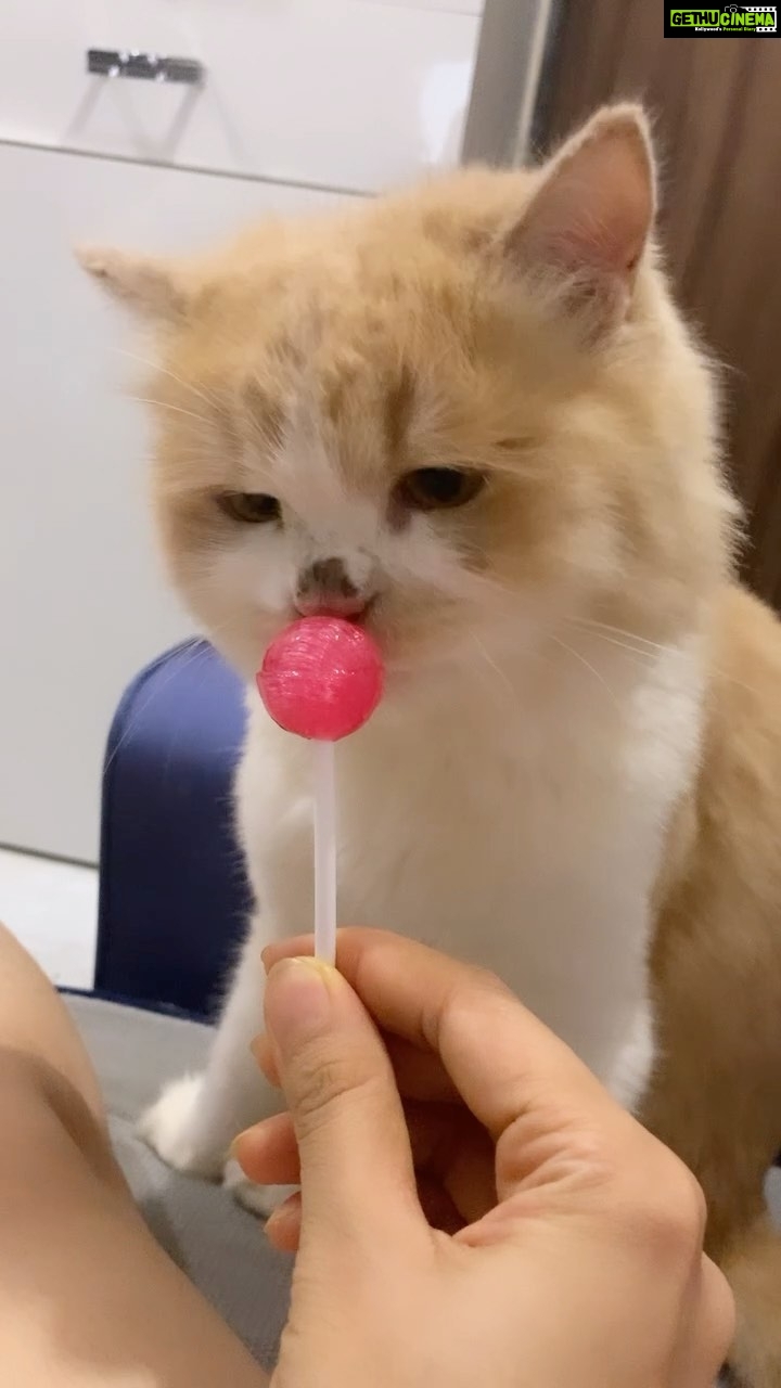 Richa Panai Instagram - Ziggy loves lollipop!🍭🍭🍭 #catsofinstagram #kittensofinstagram #catlove #reels #instagram #love #reelsinstagram #instagood #trending #follow #like #explore #explorepage #viral #instadaily #reel #followforfollowback #likeforlikes #memes #india #photography #fashion #music #reelitfeelit #foryou #reelsindia #bollywood #likes #photooftheday #video