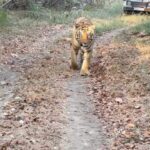 Ruhi Singh Instagram - Mom look, Tiger! 🐯