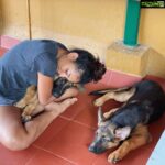 Rukmini Vijayakumar Instagram - How I wish I could still carry them !! Kong & Zorro #dogs #germanshepherd #puppies #puppy #growingup #love #unconditionallove