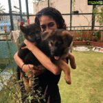 Rukmini Vijayakumar Instagram - How I wish I could still carry them !! Kong & Zorro #dogs #germanshepherd #puppies #puppy #growingup #love #unconditionallove