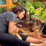 Rukmini Vijayakumar Instagram - Zorro & Kong The past 6 months… They’ve brought so much joy to my family! #puppies #germanshepherd #loveofmylife #mansbestfriend #puppiestodogs #love #truelove