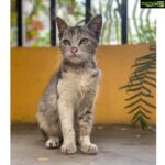 Sai Pallavi Instagram – Meow : Hooman, I teach you how to pose !
#talentedvisitorinsets