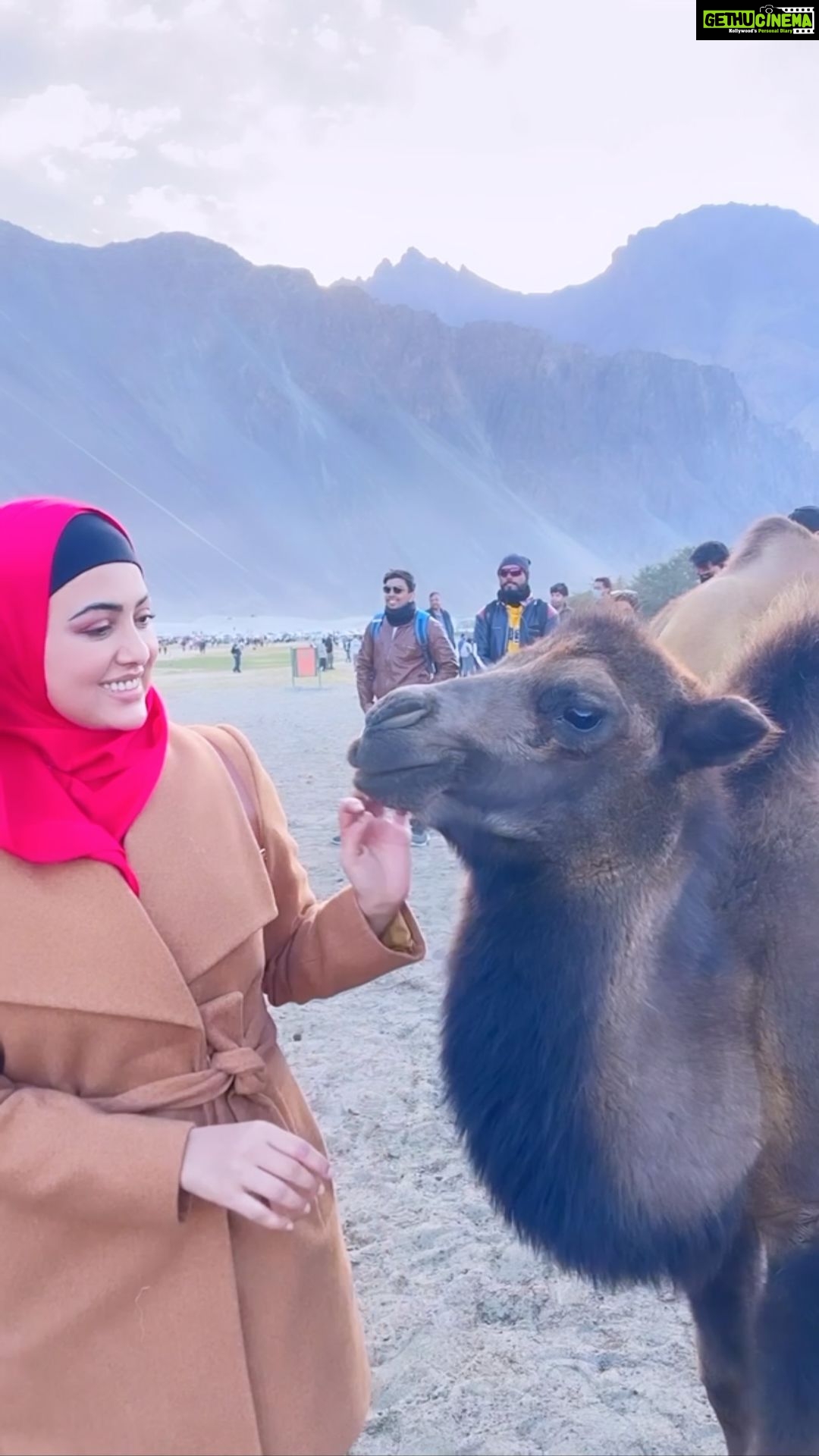 Sana Khan Instagram - Ladakh 💥 Alhamdullilah Finally we made it to Ladakh yeahhh😁 So basically these camels have 2 humps. They are called bactrain camels. . . . #ladakh #leh #camel #desert #nubravalley #alhamdulillah #sanakhan #anassaiyad #sanaanas #beautiful #mountains