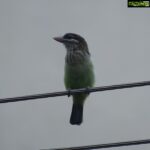 Sangeetha Bhat Instagram - Nature is beautiful....... Bird watching from home.... This bird is so unique, has the colors of parrots and sparrow mixed which also looks like kingfisher bird..... It makes loud sound like "okurrrrrrrrrrr"(like cardib). If you guys know the name of this pretty bird do comment below..... #birdphotography #birdwatching #sangclicks #sangeethabhatsudarshan #sangeethabhat #nikonphotography Bangalore, India
