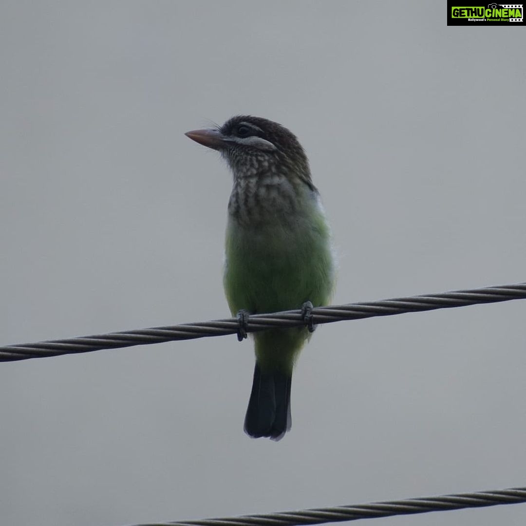 Sangeetha Bhat Instagram - Nature is beautiful....... Bird watching from home.... This bird is so unique, has the colors of parrots and sparrow mixed which also looks like kingfisher bird..... It makes loud sound like "okurrrrrrrrrrr"(like cardib). If you guys know the name of this pretty bird do comment below..... #birdphotography #birdwatching #sangclicks #sangeethabhatsudarshan #sangeethabhat #nikonphotography Bangalore, India