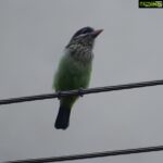 Sangeetha Bhat Instagram - Nature is beautiful....... Bird watching from home.... This bird is so unique, has the colors of parrots and sparrow mixed which also looks like kingfisher bird..... It makes loud sound like "okurrrrrrrrrrr"(like cardib). If you guys know the name of this pretty bird do comment below..... #birdphotography #birdwatching #sangclicks #sangeethabhatsudarshan #sangeethabhat #nikonphotography Bangalore, India