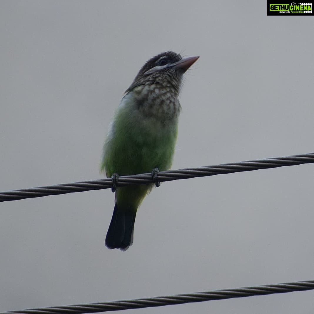 Sangeetha Bhat Instagram - Nature is beautiful....... Bird watching from home.... This bird is so unique, has the colors of parrots and sparrow mixed which also looks like kingfisher bird..... It makes loud sound like "okurrrrrrrrrrr"(like cardib). If you guys know the name of this pretty bird do comment below..... #birdphotography #birdwatching #sangclicks #sangeethabhatsudarshan #sangeethabhat #nikonphotography Bangalore, India