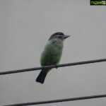 Sangeetha Bhat Instagram - Nature is beautiful....... Bird watching from home.... This bird is so unique, has the colors of parrots and sparrow mixed which also looks like kingfisher bird..... It makes loud sound like "okurrrrrrrrrrr"(like cardib). If you guys know the name of this pretty bird do comment below..... #birdphotography #birdwatching #sangclicks #sangeethabhatsudarshan #sangeethabhat #nikonphotography Bangalore, India
