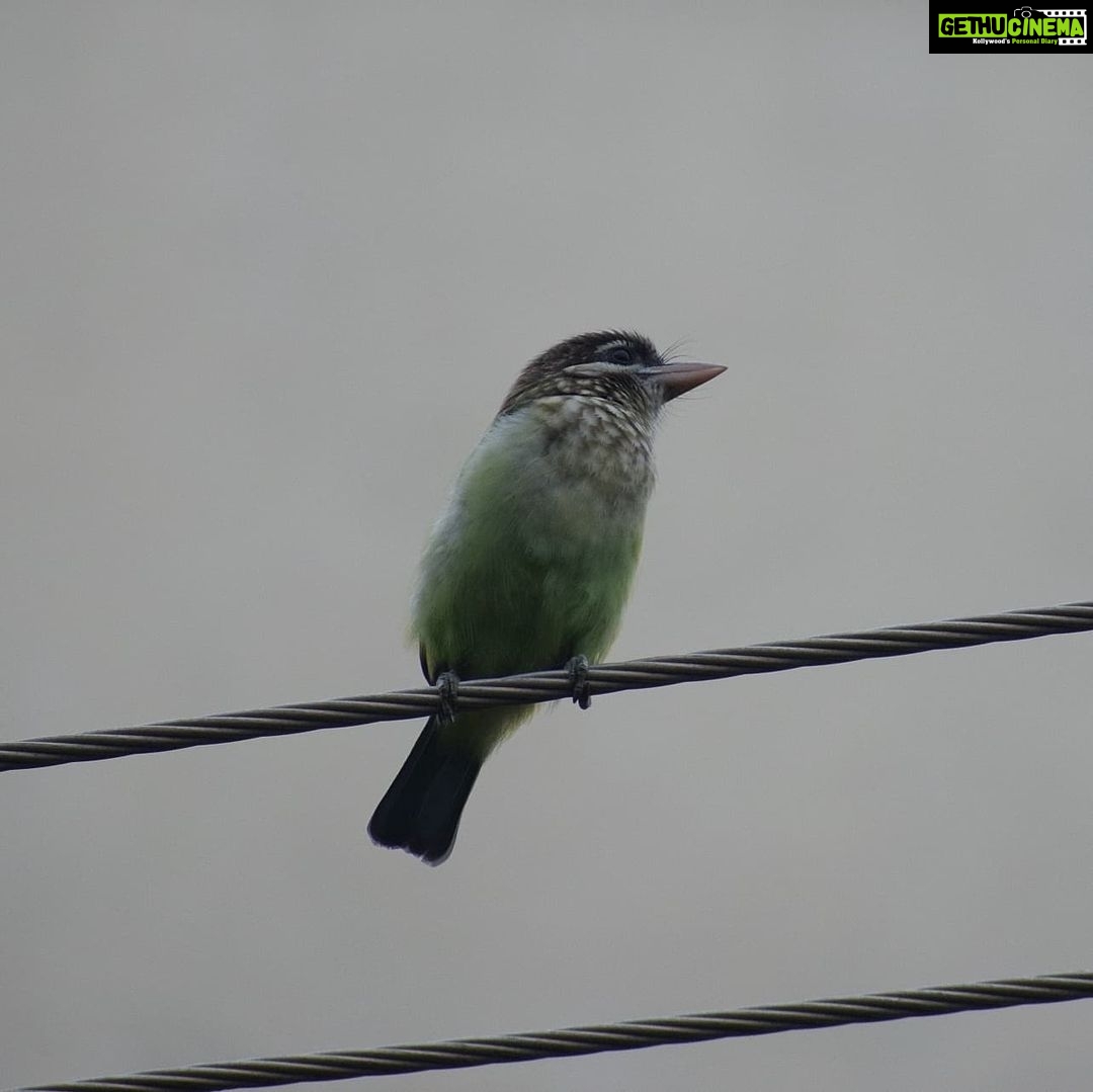 Sangeetha Bhat Instagram - Nature is beautiful....... Bird watching from home.... This bird is so unique, has the colors of parrots and sparrow mixed which also looks like kingfisher bird..... It makes loud sound like "okurrrrrrrrrrr"(like cardib). If you guys know the name of this pretty bird do comment below..... #birdphotography #birdwatching #sangclicks #sangeethabhatsudarshan #sangeethabhat #nikonphotography Bangalore, India