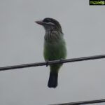 Sangeetha Bhat Instagram - Nature is beautiful....... Bird watching from home.... This bird is so unique, has the colors of parrots and sparrow mixed which also looks like kingfisher bird..... It makes loud sound like "okurrrrrrrrrrr"(like cardib). If you guys know the name of this pretty bird do comment below..... #birdphotography #birdwatching #sangclicks #sangeethabhatsudarshan #sangeethabhat #nikonphotography Bangalore, India