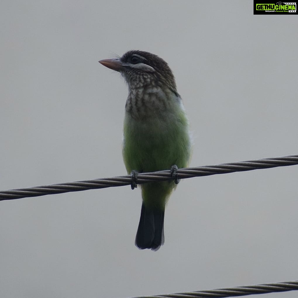 Sangeetha Bhat Instagram - Nature is beautiful....... Bird watching from home.... This bird is so unique, has the colors of parrots and sparrow mixed which also looks like kingfisher bird..... It makes loud sound like "okurrrrrrrrrrr"(like cardib). If you guys know the name of this pretty bird do comment below..... #birdphotography #birdwatching #sangclicks #sangeethabhatsudarshan #sangeethabhat #nikonphotography Bangalore, India
