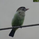 Sangeetha Bhat Instagram - Nature is beautiful....... Bird watching from home.... This bird is so unique, has the colors of parrots and sparrow mixed which also looks like kingfisher bird..... It makes loud sound like "okurrrrrrrrrrr"(like cardib). If you guys know the name of this pretty bird do comment below..... #birdphotography #birdwatching #sangclicks #sangeethabhatsudarshan #sangeethabhat #nikonphotography Bangalore, India