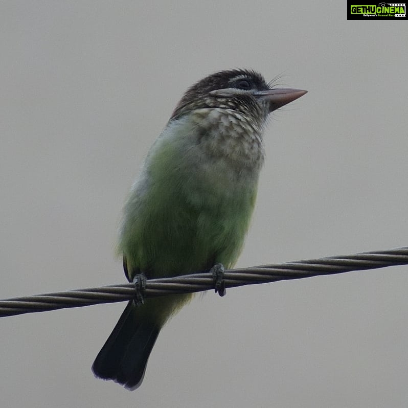 Sangeetha Bhat Instagram - Nature is beautiful....... Bird watching from home.... This bird is so unique, has the colors of parrots and sparrow mixed which also looks like kingfisher bird..... It makes loud sound like "okurrrrrrrrrrr"(like cardib). If you guys know the name of this pretty bird do comment below..... #birdphotography #birdwatching #sangclicks #sangeethabhatsudarshan #sangeethabhat #nikonphotography Bangalore, India
