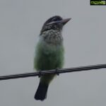 Sangeetha Bhat Instagram - Nature is beautiful....... Bird watching from home.... This bird is so unique, has the colors of parrots and sparrow mixed which also looks like kingfisher bird..... It makes loud sound like "okurrrrrrrrrrr"(like cardib). If you guys know the name of this pretty bird do comment below..... #birdphotography #birdwatching #sangclicks #sangeethabhatsudarshan #sangeethabhat #nikonphotography Bangalore, India