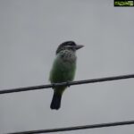 Sangeetha Bhat Instagram - Nature is beautiful....... Bird watching from home.... This bird is so unique, has the colors of parrots and sparrow mixed which also looks like kingfisher bird..... It makes loud sound like "okurrrrrrrrrrr"(like cardib). If you guys know the name of this pretty bird do comment below..... #birdphotography #birdwatching #sangclicks #sangeethabhatsudarshan #sangeethabhat #nikonphotography Bangalore, India