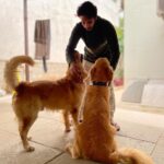 Sathish Krishnan Instagram - Got to meet Leo and Danny . Workplace with these two 🤗heaven. #goldenretriever #RRR