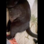 Shamita Shetty Instagram - #kiki s weekend plans.. eat ,chill, lick em paws🐾 sleep sleep n more sleep🥱🐱#lazycat #catgram #weekendmood #catsofinstagram #blackcat #kikidiaries