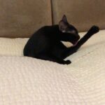 Shamita Shetty Instagram - My lil kiklet❤️❤️🙆‍♀️ #kiki #catsofinstagram #blackcat #playtime #catgram #catlovers #cute ❤️❤️😘