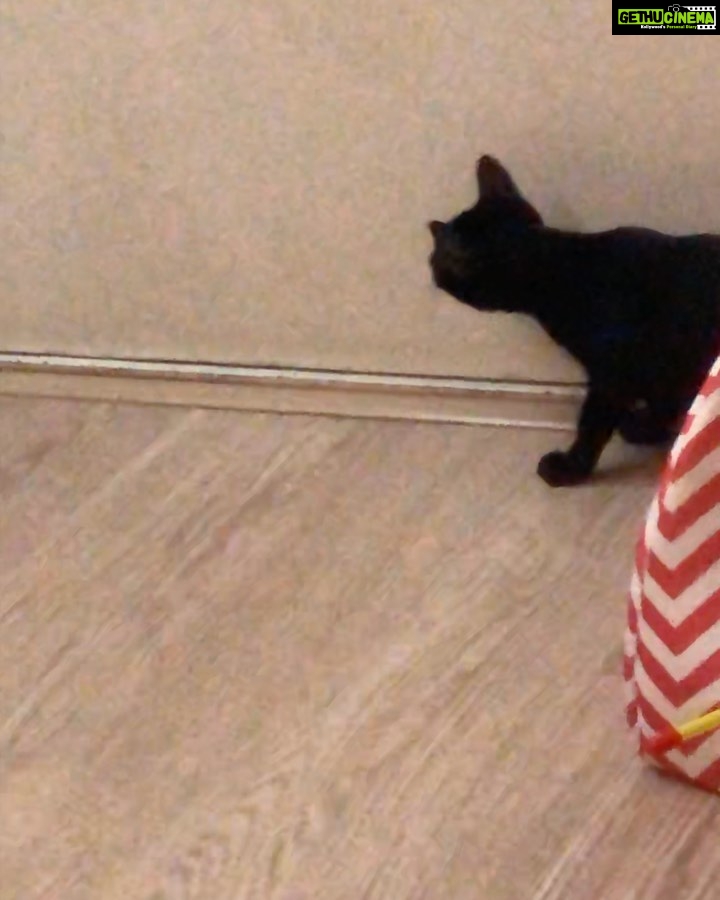 Shamita Shetty Instagram - Baby Kiki loves to collect all her toys n keep em on her bed πββοΈ lil one is quite annoyed with not being able to capture her feather toy tho πΊπ½ #kikidiaries #catsofinstagram #catgram #love