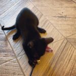 Shamita Shetty Instagram – Dis feather is mine Hooman !! #kiki #kikidiaries #kittens #kittensofinstagram #caturday #cute #funny #instavideo #instacute