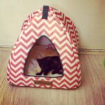 Shamita Shetty Instagram - Cuteness personified !❤️ #kikidiaries 🐱#Kiki #catsofinstagram #kitten #purelove #joy