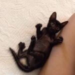 Shamita Shetty Instagram - You had me at Meow ! 🐱❤️🙆‍♀️ #kikidiaries #kiki #catgram #kitten #love #joy #kittensofinstagram #catloversclub #cats_of_instagram #instavideo #instadaily #instagood ❤️❤️❤️