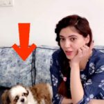 Sherin Instagram - Look at his face. 😂😂😂 New trend- call out your pup’s name when they are right next to you, film it and tag me, I wanna see their adorable reactions. 🥺🥺 @officialjoshapp . . . . #love #dog #shihtzu #cute #puppy #pup #sherin #biggboss #biggbosstamil #mylove #mybaby