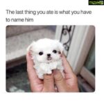 Sherin Instagram - Lol, some very interesting replies sliding into my DMs. For me this little fellow will be called Doughnut 🥺! Your turn.