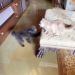Shilpa Shetty Instagram - Starting the year on a playful, happy, and active note with Simba and Truffle 🤣 When life knocks you over or smacks you in the face like Simba, get up and go back at it like Truffle. #NeverGiveUp Quite motivating, must say!😂 Happy New Year, guys! Love you!♥️😘🧿 . . . . #caturday #everydoghashisday #Simba #Truffle #NewYear #motivation #happiness #catsanddogs #animals