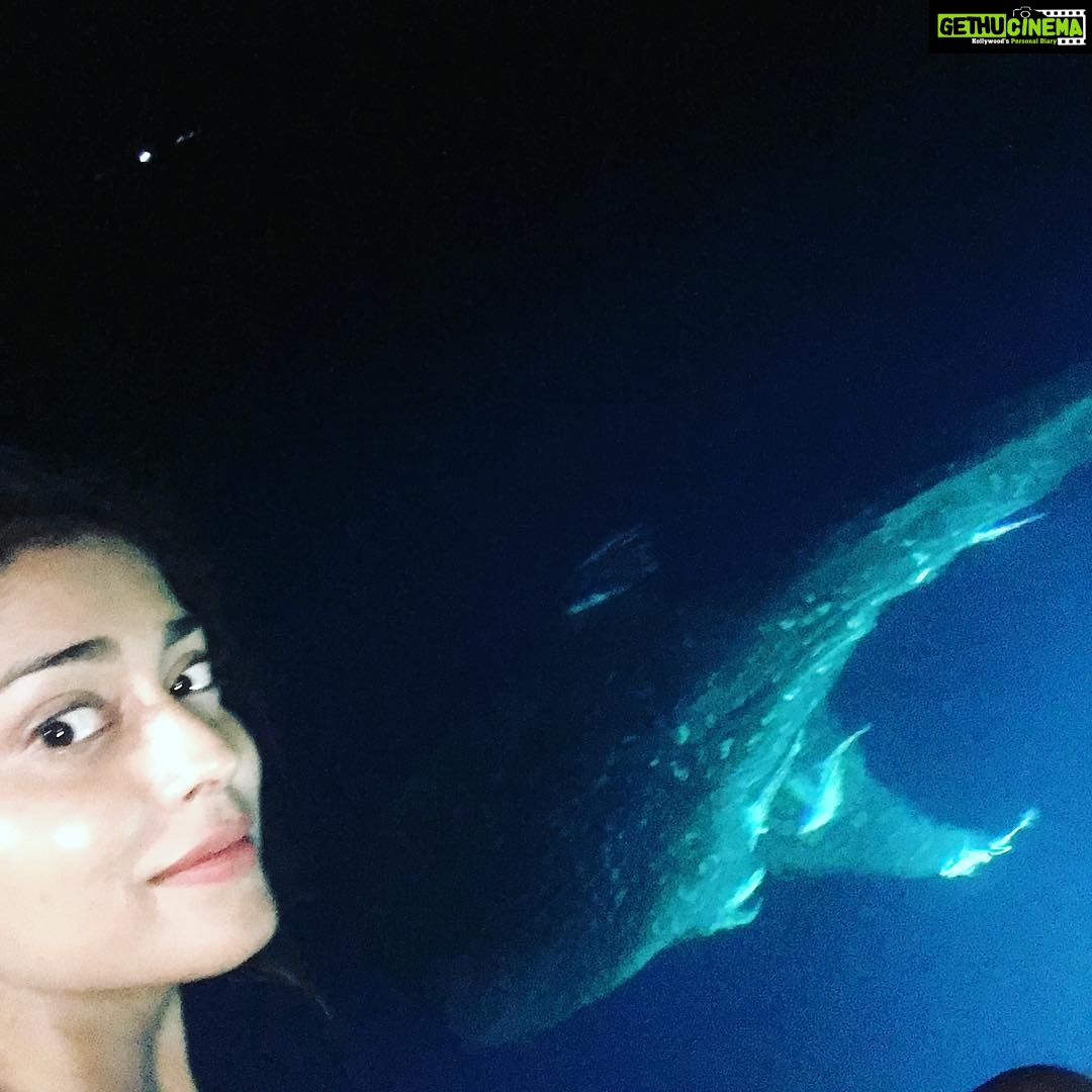 Shriya Saran Instagram - #whaleshark #Maldives #beautiful #peaceful