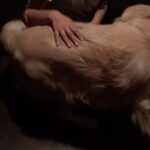Shriya Saran Instagram - #doglove #purelove #goldenretriever he has no idea how big he is. Pure bliss