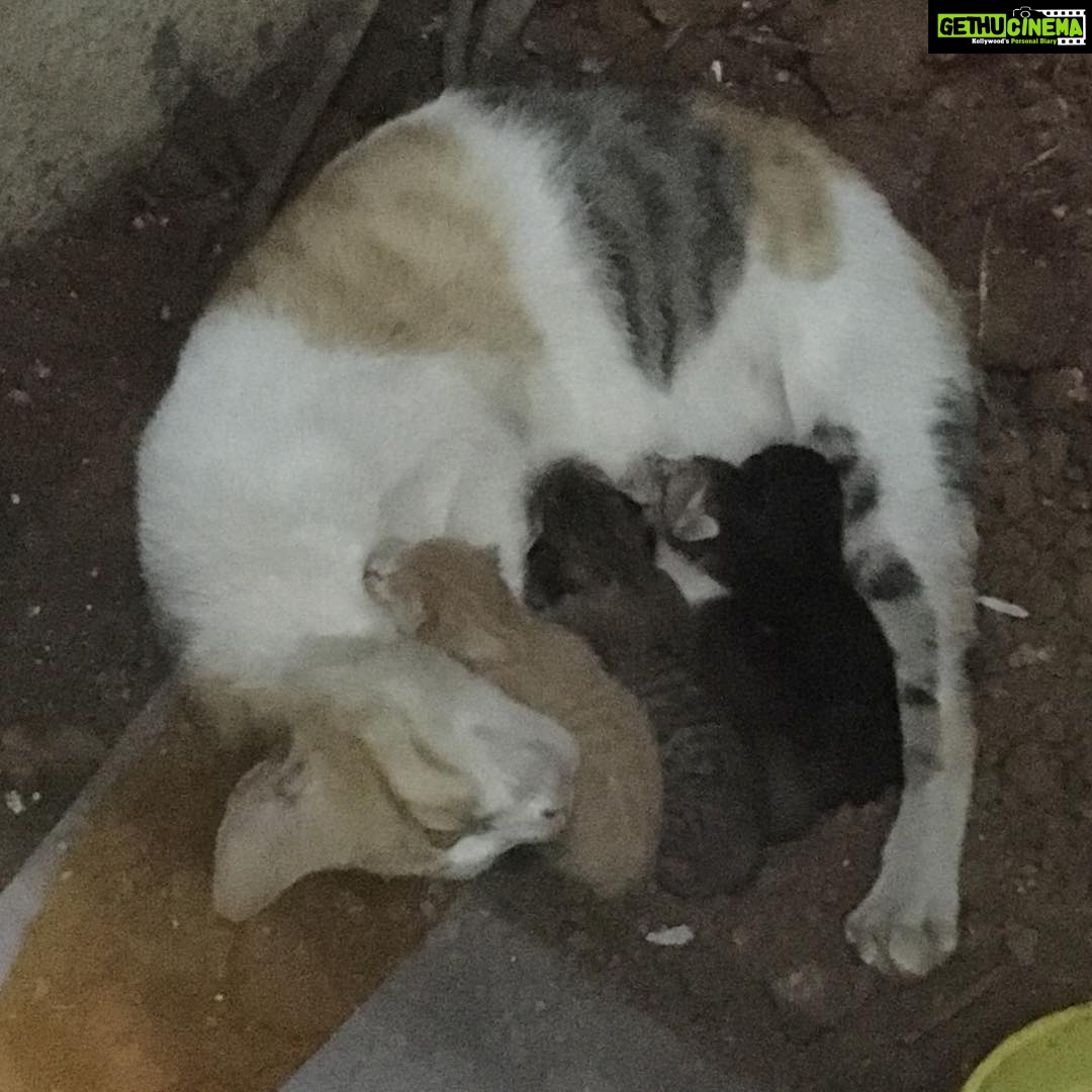 Shriya Saran Instagram - #cats #life #newborn