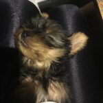 Shriya Saran Instagram - @smireddy new family member #dogs #lovedogs🐶