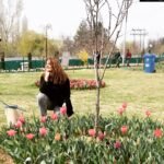Shruti Sodhi Instagram - Tulip garden 🌷 #shrutisodhi #tulipgarden #kashmir #srinagar Tulip Garden, Nishat Srinagar