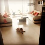 Shweta Tiwari Instagram – When Toby decides to take care of the House…! 😎👻