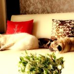 Shweta Tiwari Instagram – Laaazzzyyyy Sunday❤️#mybabiess #pixie #kippi #toby 🐶🐱🐶