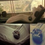 Shweta Tiwari Instagram – Sleeping Angels 👼🏽👼🏽🐱🐱#newpets