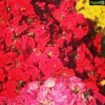 Sid Sriram Instagram - Flowers on the ground///