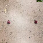 Sid Sriram Instagram - Flowers on the ground//