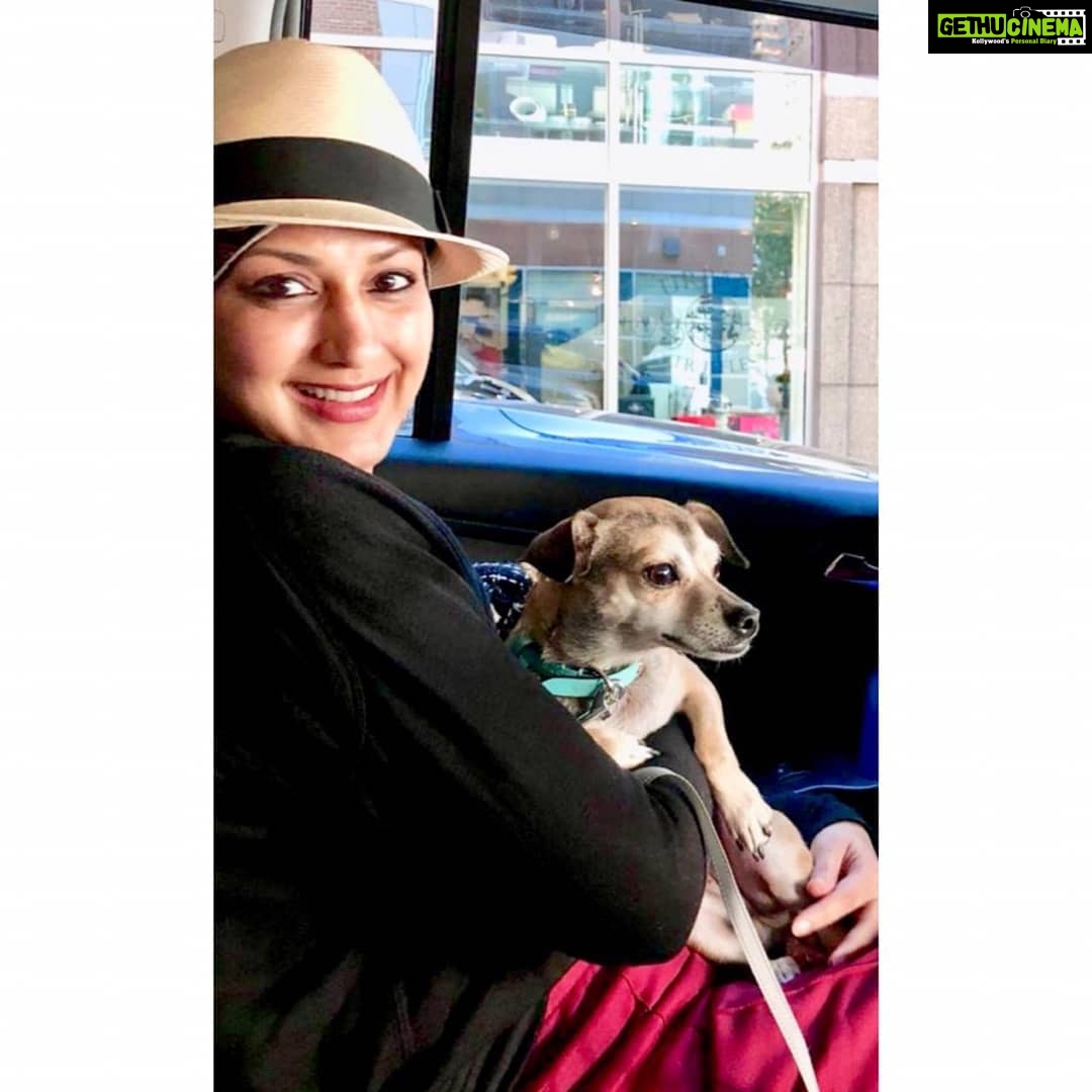 Sonali Bendre Instagram - Dogs are the best, really. This is the first dog I'm playing with after leaving my #LittleMissIcy back home in Mumbai.... lots of emotions, a bittersweet combination of love and nostalgia. Thank you @priyankachopra for letting me hang out with @diariesofdiana, she's absolutely adorable and is the cutest thing in the world! P.S. Sorry PC, loved spending the day with you girls, but @diariesofdiana was the highlight! ๐ Her snuggles are the best (even though she is literally less than a quarter the size of Icy! ๐ถ)