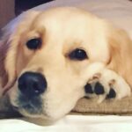 Sonali Bendre Instagram - DOG DAY AFTERNOON....#puppygirl #goldenretreiver #bigheart #love #unconditionallove #stressbuster